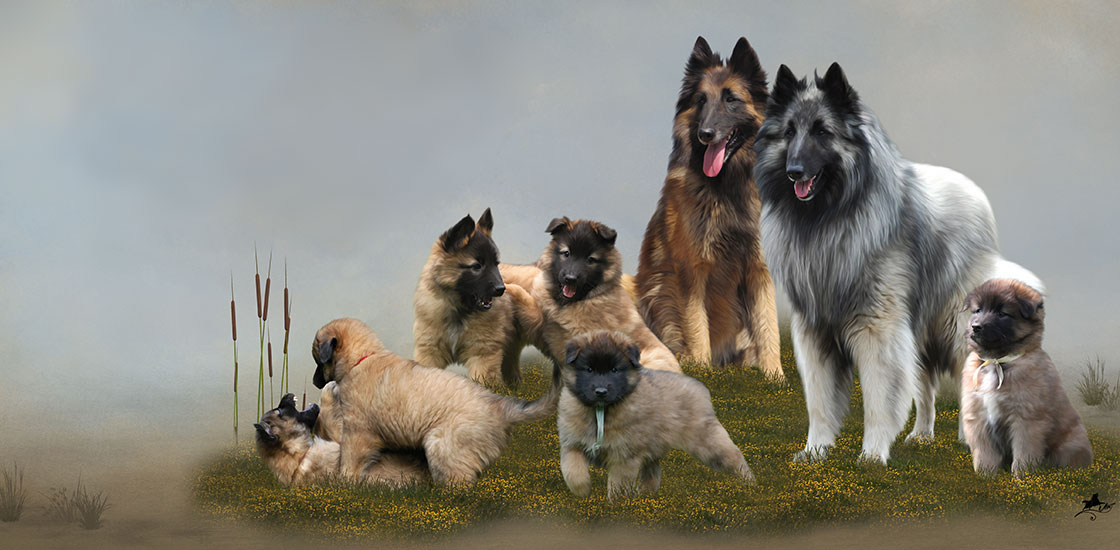 La Belgerie Berger Belge Tervueren & Groenendael Elevage de Bergers Belges